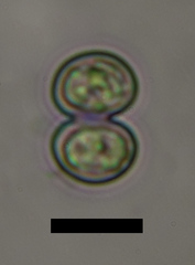 Cosmarium tinctum