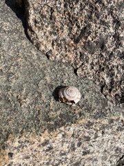Polygyrinae