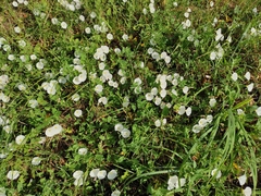 Convolvulus arvensis