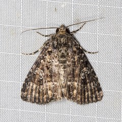 Condica aroana