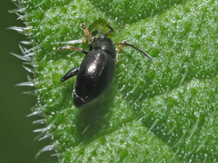 Longitarsus anchusae