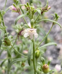 Chaenorhinum minus