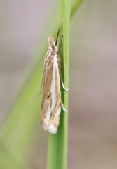 Crambus pratella