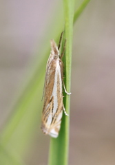 Crambus pratella