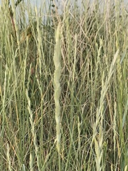 Elymus pungens