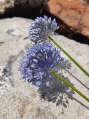 Allium caeruleum