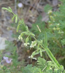 Silene lemmonii