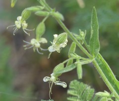Silene lemmonii