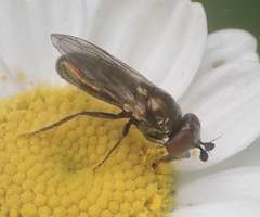 Lejogaster metallina