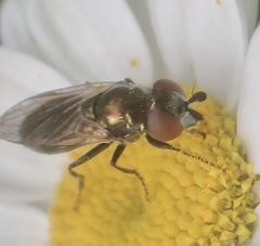 Lejogaster metallina