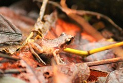 Eleutherodactylus pallidus