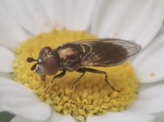 Lejogaster metallina