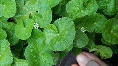 Hydrocotyle leucocephala