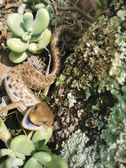 Gerrhonotus liocephalus