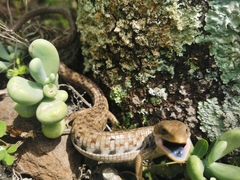 Gerrhonotus liocephalus