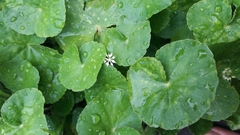 Hydrocotyle leucocephala