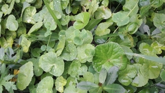 Hydrocotyle leucocephala