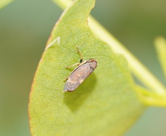 Neotartessus flavipes