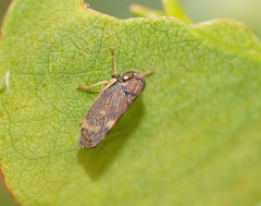 Neotartessus flavipes
