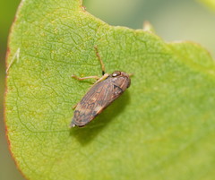 Neotartessus flavipes