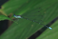 Caconeura ramburi