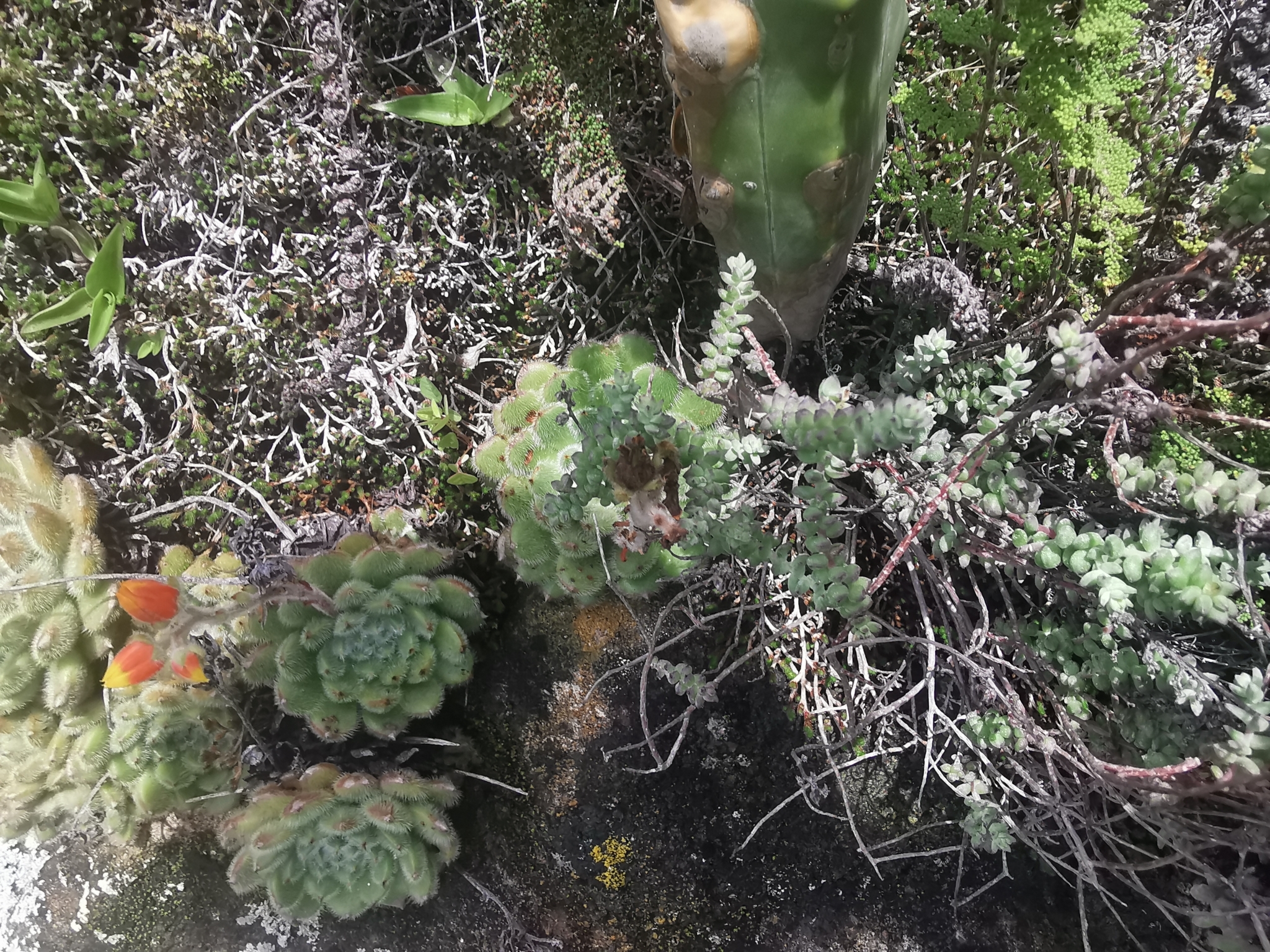 Imagem de Echeveria peluda