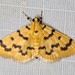 Kurrajong Bag Moth - Photo (c) Ian McMillan, some rights reserved (CC BY-NC), uploaded by Ian McMillan