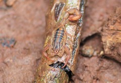 Centruroides elegans