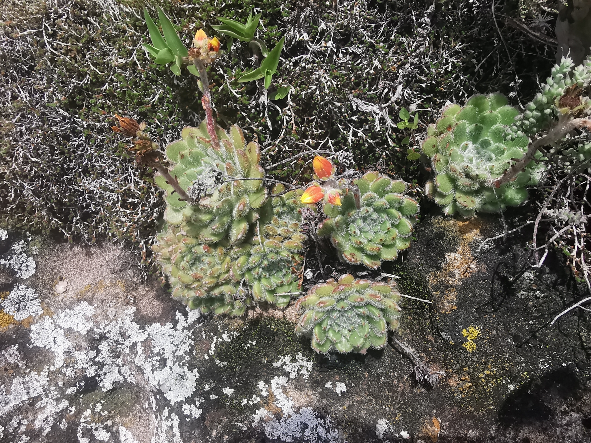 Imagem de Echeveria peluda
