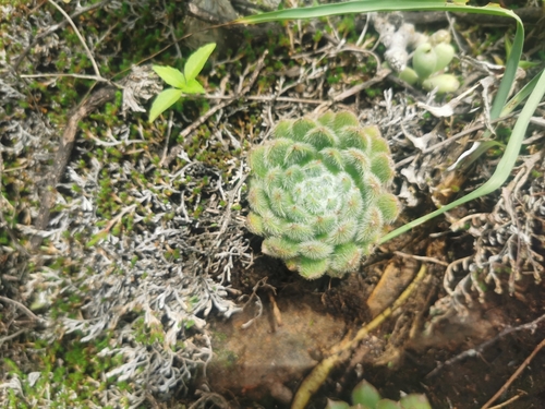 Foto de Echeveria peluda