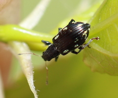 Polydrusus picus