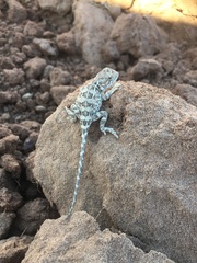 Tympanocryptis petersi
