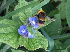 Bombus