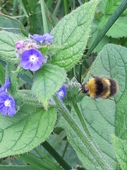 Bombus