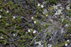 Cassiope tetragona tetragona