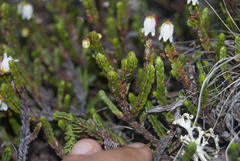 Cassiope tetragona tetragona
