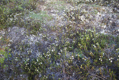 Cassiope tetragona tetragona