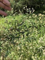 Baccharis sordescens