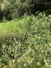 Baccharis sordescens