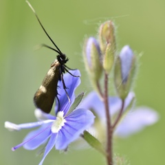 Cauchas fibulella