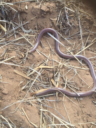 Photo of a Prong-snouted Blind Snake (Anilios bituberculatus)