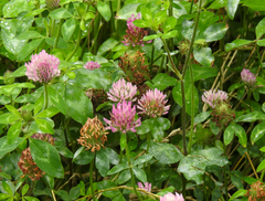 Trifolium pratense