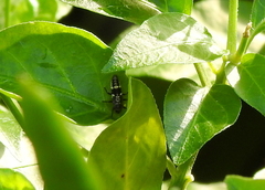 Coccinellidae