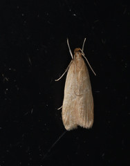 Helcystogramma rufescens