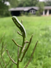 Anthocharis cardamines
