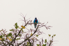 Cotinga amabilis