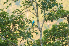 Cotinga amabilis