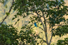 Cotinga amabilis