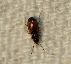 Tachys pulchellus