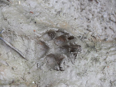 Nyctereutes procyonoides